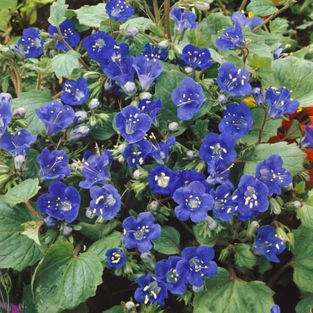 بذور زهرة جرس الصحراء   بلوبيل كاليفورنيا