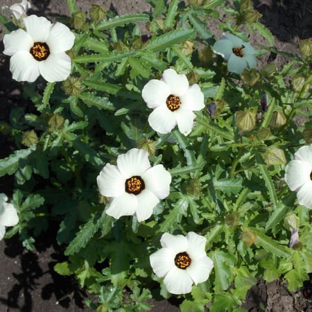 بذور زهرة هيبيسكس  Hibiscus Trionum