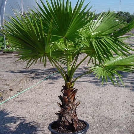 بذور نخيل الزينة الواشنطونيا