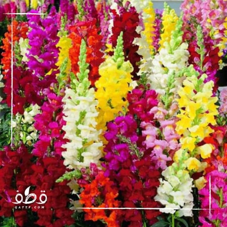 جملة 5000 بذرة بذور فم السمكة انترهيم