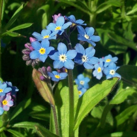 بذور  زهرة سيلفاتيكا  أذن الفار