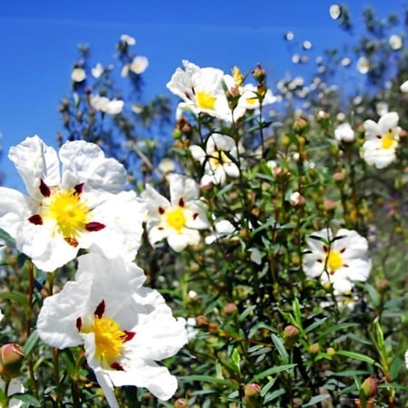بذور  شجيرة وردة الأميرة القريضة العنبرية العطرية