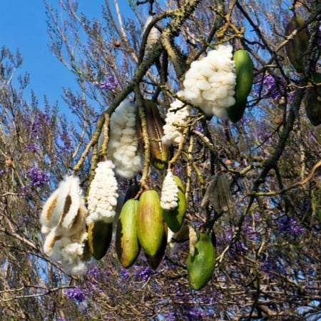 جملة 500 بذرة من شجرة القطن . الكابوك