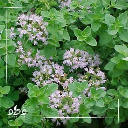 نبتة البردقوش - Origanum majorana