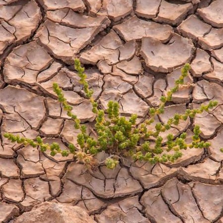 بذور شجيرة الغضراف البرية