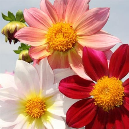 زهرة اضاليا داليا   Dahila Variabilis