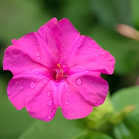 بذور شب الليل الساعة الرابعة