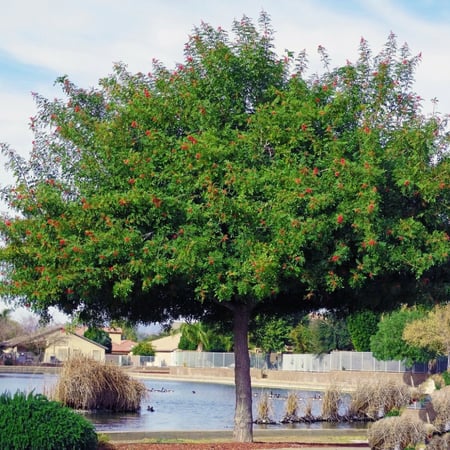 شجرة الفلفل البيروفي عريض الأوراق