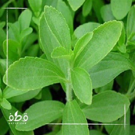 بذور ستيفيا - Stevia