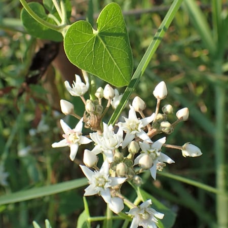 بذور متسلقة المديد