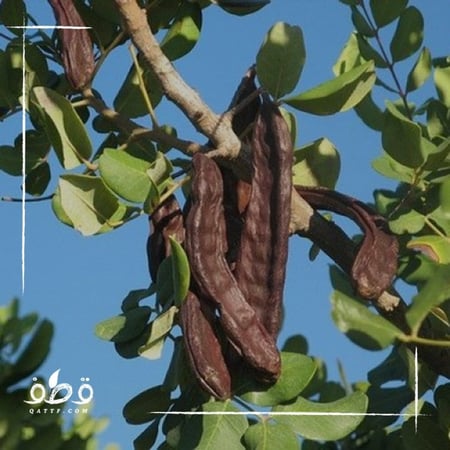 بذور  الخروب