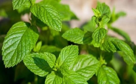 بذور النعناع الشامي