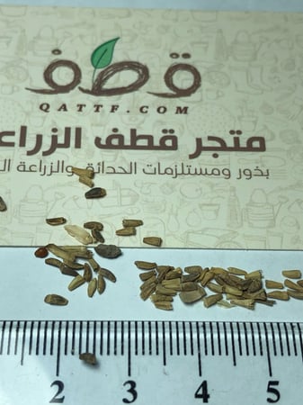 بذور هندباء