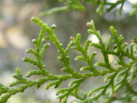 جملة 500 بذرة من شجرة الثويا