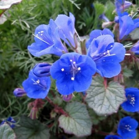 زهرة جرس الصحراء   بلوبيل كاليفورنيا