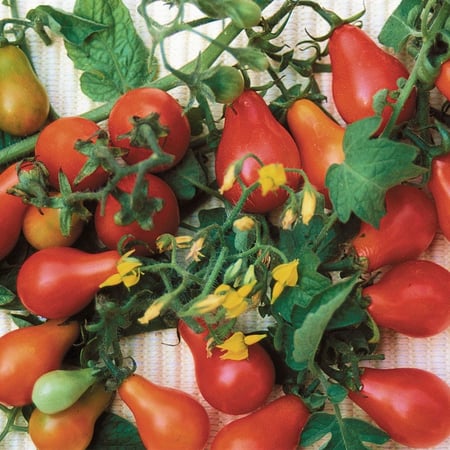 بذور طماطم الكمثرى الاحمر