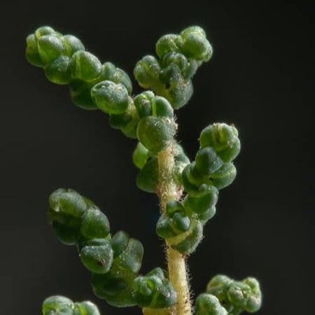 بذور شجيرة الغضراف البرية