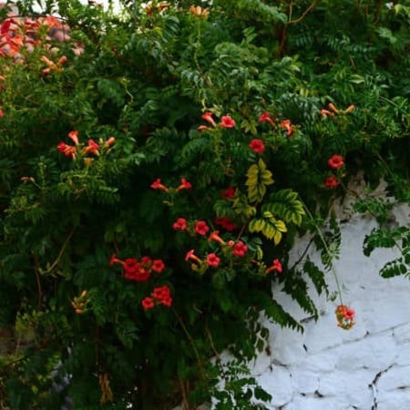 بذور متسلقة زهرة البوق