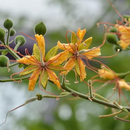 جملة 200 بذرة من بذور شجرة الرنف النادرة