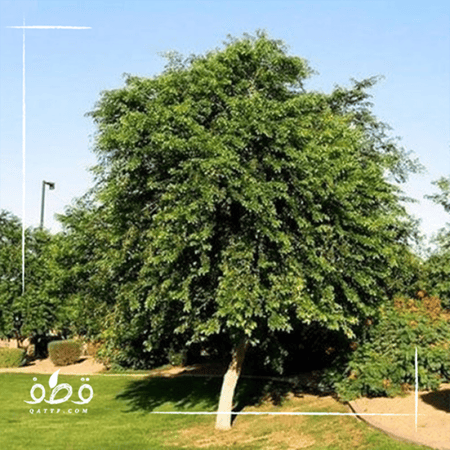 شجرة السرسوع Dalbergia Sissoo