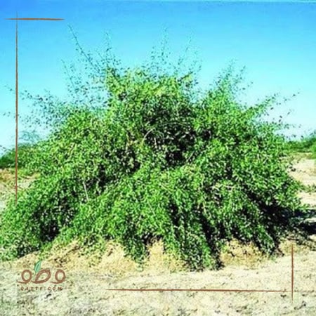 بذور الاراك - Salvadora Persica