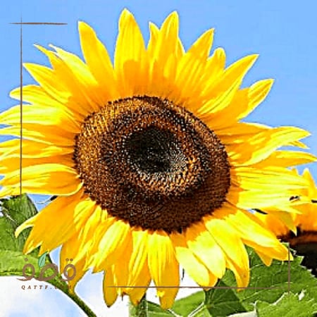 بذور دوار الشمس الحساوي العملاق