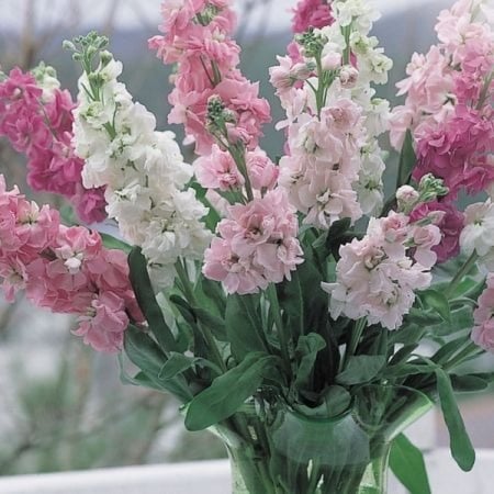 بذور زهرة عطر المساء المنثور بنفسجي