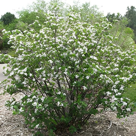 بذور التوت الاسود