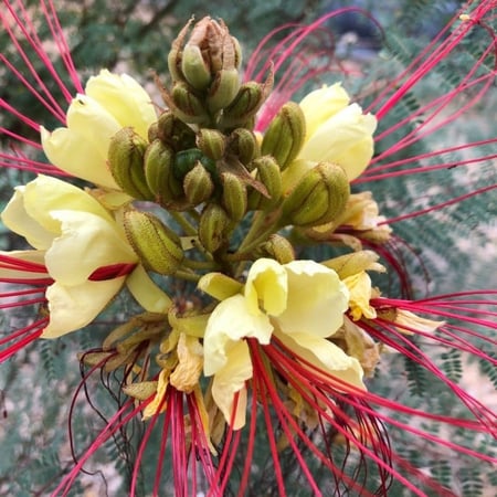 بذور  شجرة الطاووس سيسلبينيا