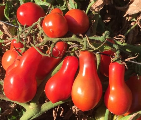 بذور طماطم الكمثرى الاحمر