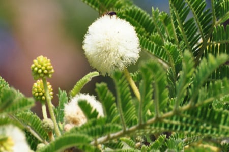 جملة 500 بذرة طلح النجدي