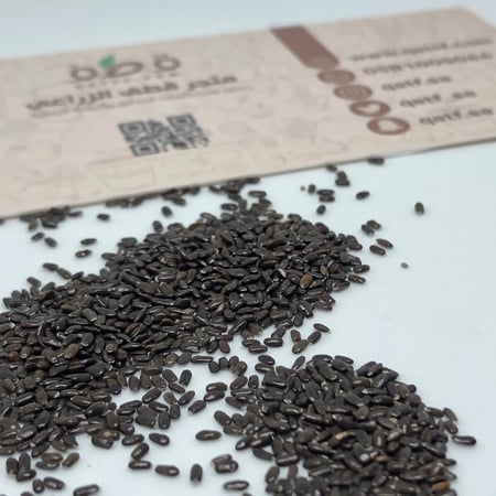 بذور نبات اللافندر العطري - Lavandula Angustifolia