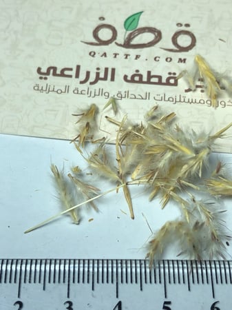 بذور الاذخر