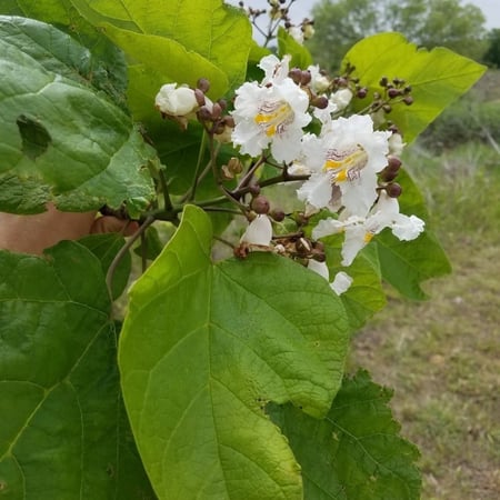 زهرة شجرة كاتالبا بينونيويديس