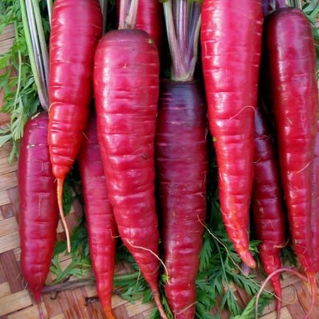 بذور الجزر الارجواني الأحمر