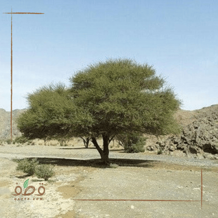 بذور طلح أو سنط أو قرض السيال العملاق Acacia seyal