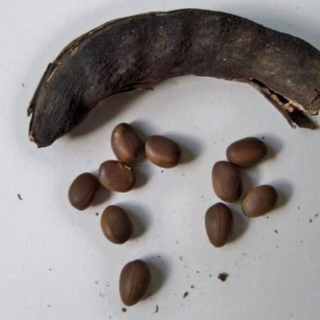 بذور طلح الفتنة فرنسيانا