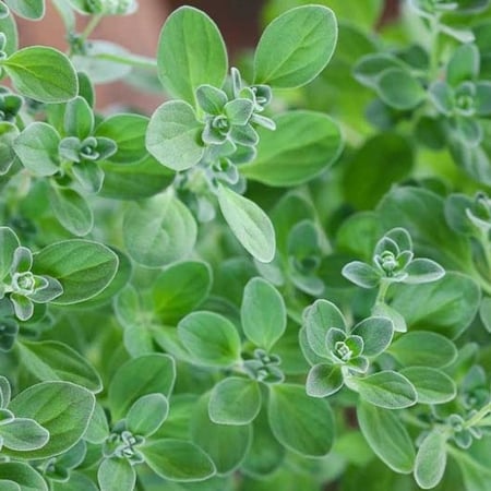 نبتة البردقوش - Origanum majorana