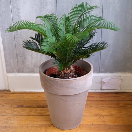 بذور نخيل سيكاس