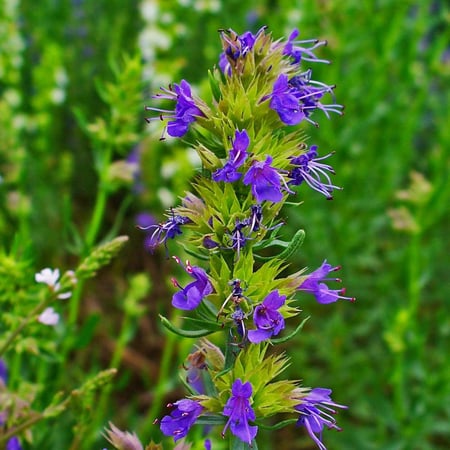 جملة 1000 بذرة من عشبة زوفا للاكل