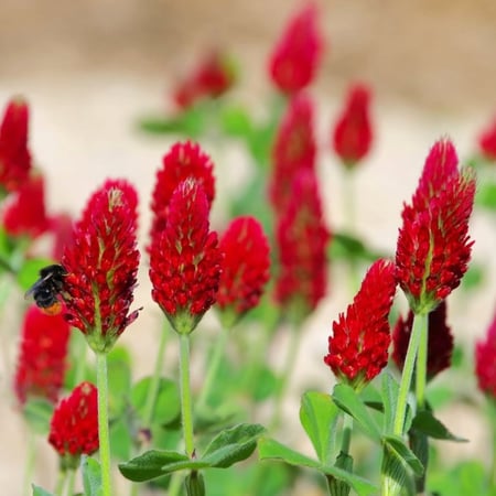 بذور نبات النفل الأحمر Trifolium Incarnatum