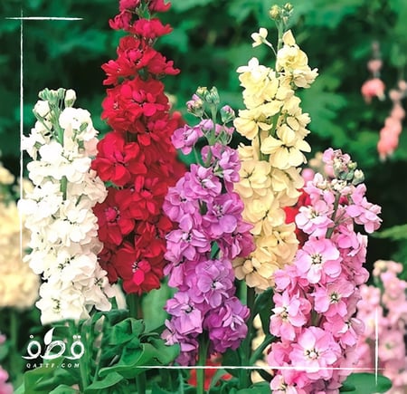 بذور زهرة المنثور - Matthiola