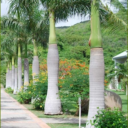 شجرة نخيل ملوكي Roystonea Regia