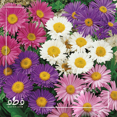 زهرة استر النجمية - Aster Tataricus