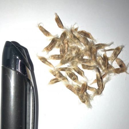 بذور شجرة كاتالبا بونجي الوردية   Catalpa Bungei