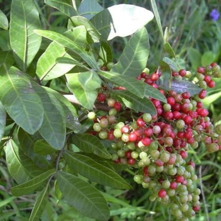 بذور  الفلفل الكاذب عريض الأوراق  Schinus terebinthifolius