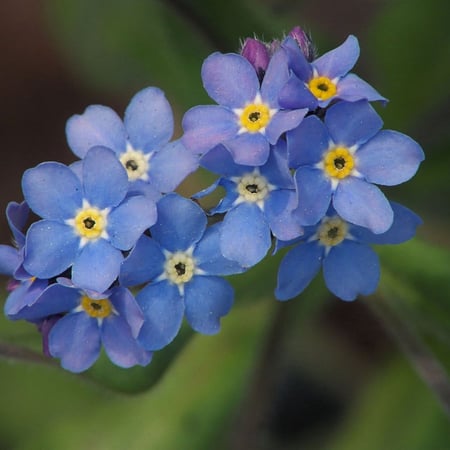 بذور  زهرة سيلفاتيكا  أذن الفار