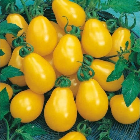 بذور طماطم الكمثرى الاصفر