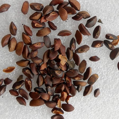 بذور فاكهة أملا  التوت الهندي