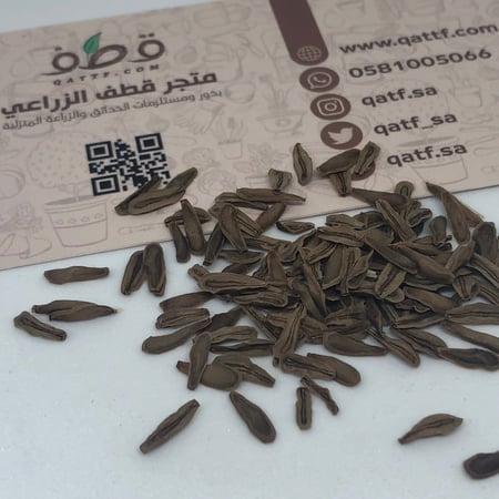 بذور شجرة المرخ العطرية -  Leptadenia pyrotechnica